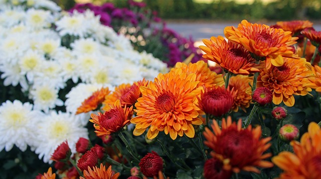 The Easiest Guide For Potted Mums