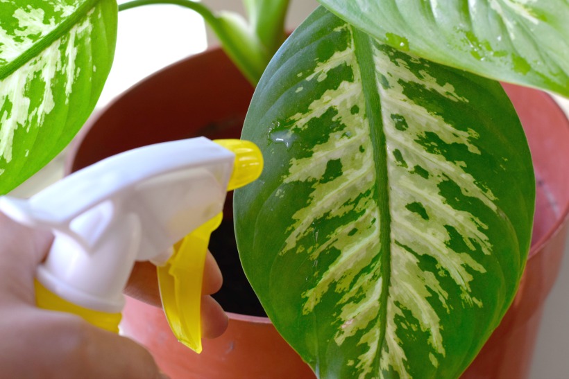 how-to-clean-indoor-houseplants-and-shine-the-leaves-plus-plant-food-tips