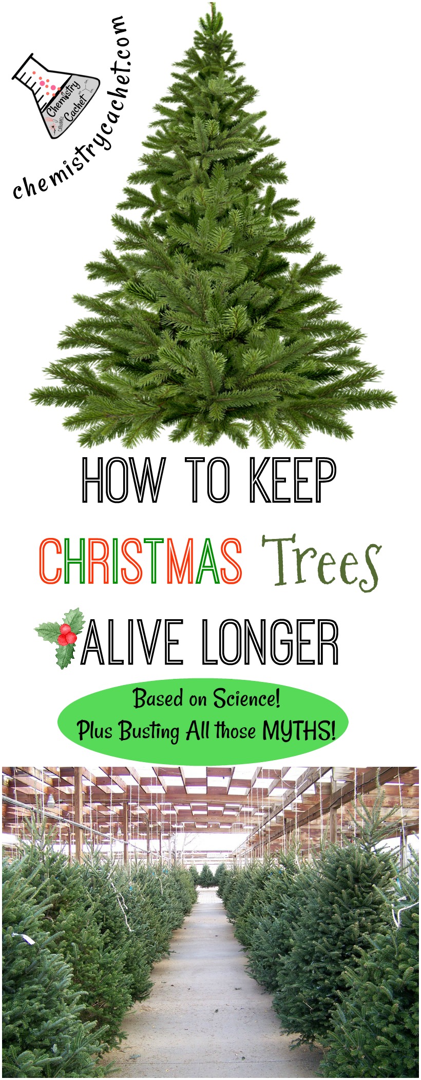 How to Keep Christmas Trees Alive Longer (Based on Science!)