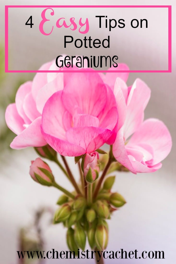 4 Easy tips on potted geraniums. Easy tips for anyone to use!