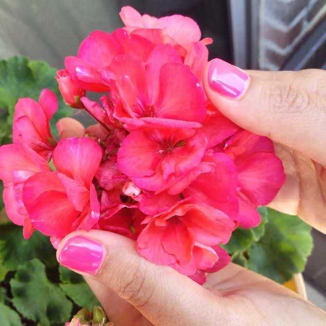 4 Easy tips on Potted Geraniums