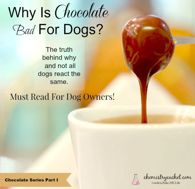 What Are the Reasons Why Chocolate is Bad for Dogs? Quick Reference Guide