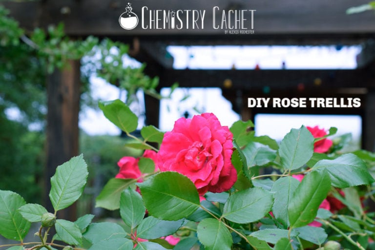 DIY Rose Trellis With Lattice: How We Built Ours