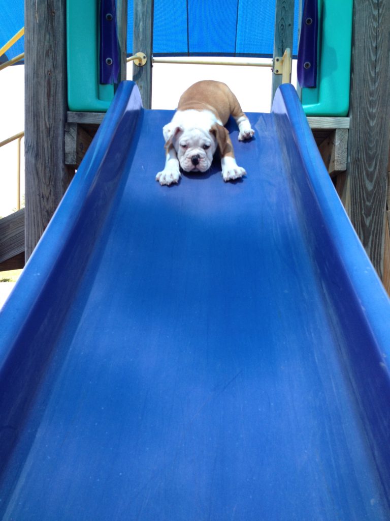 Summer to do list! Take bulldog to the park