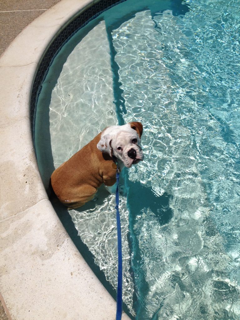 Summer to Do list. Take the bulldog to the pool!