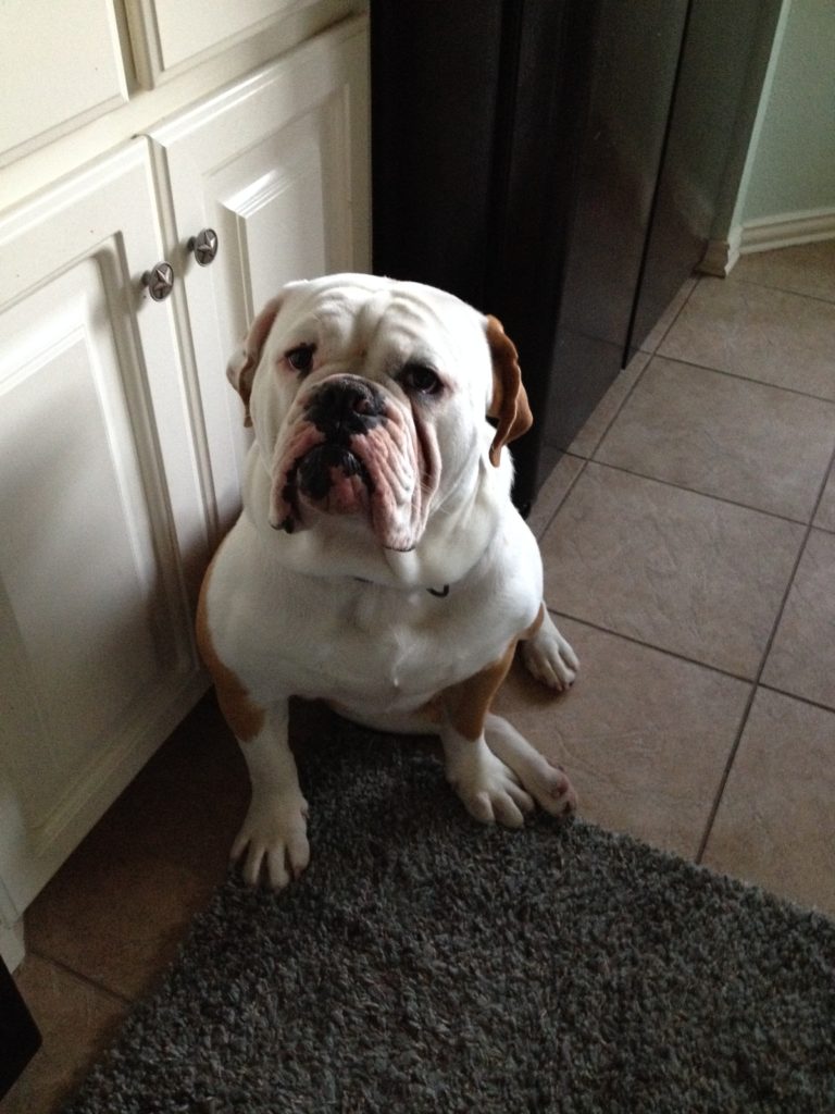 Rugerthebulldog
