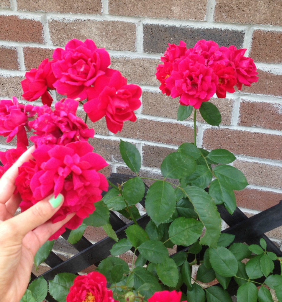 Climbing Roses in the Chemistry Cachet garden chemistrycachet.com