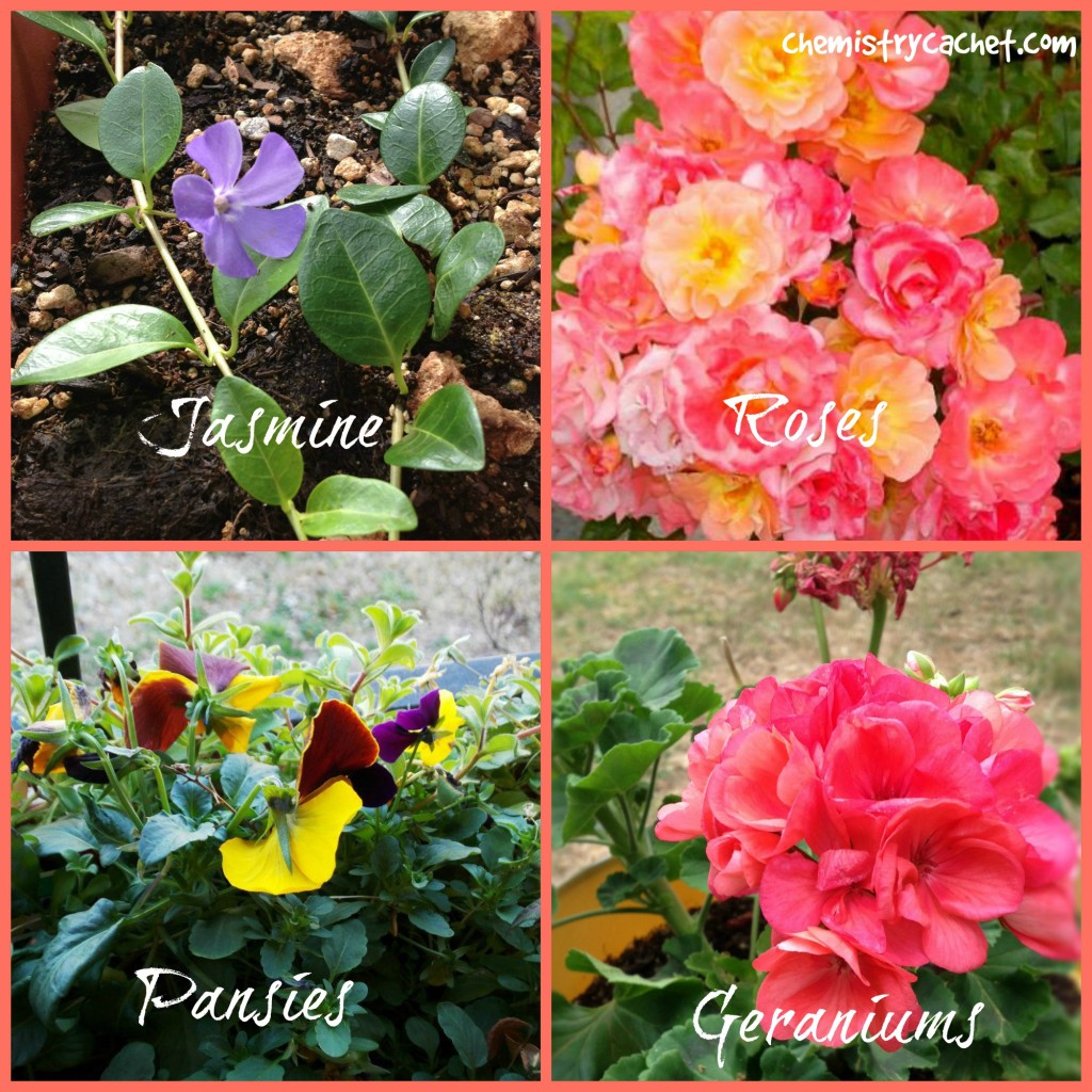 Beautiful Plants in Pots | Chemistry Cachet