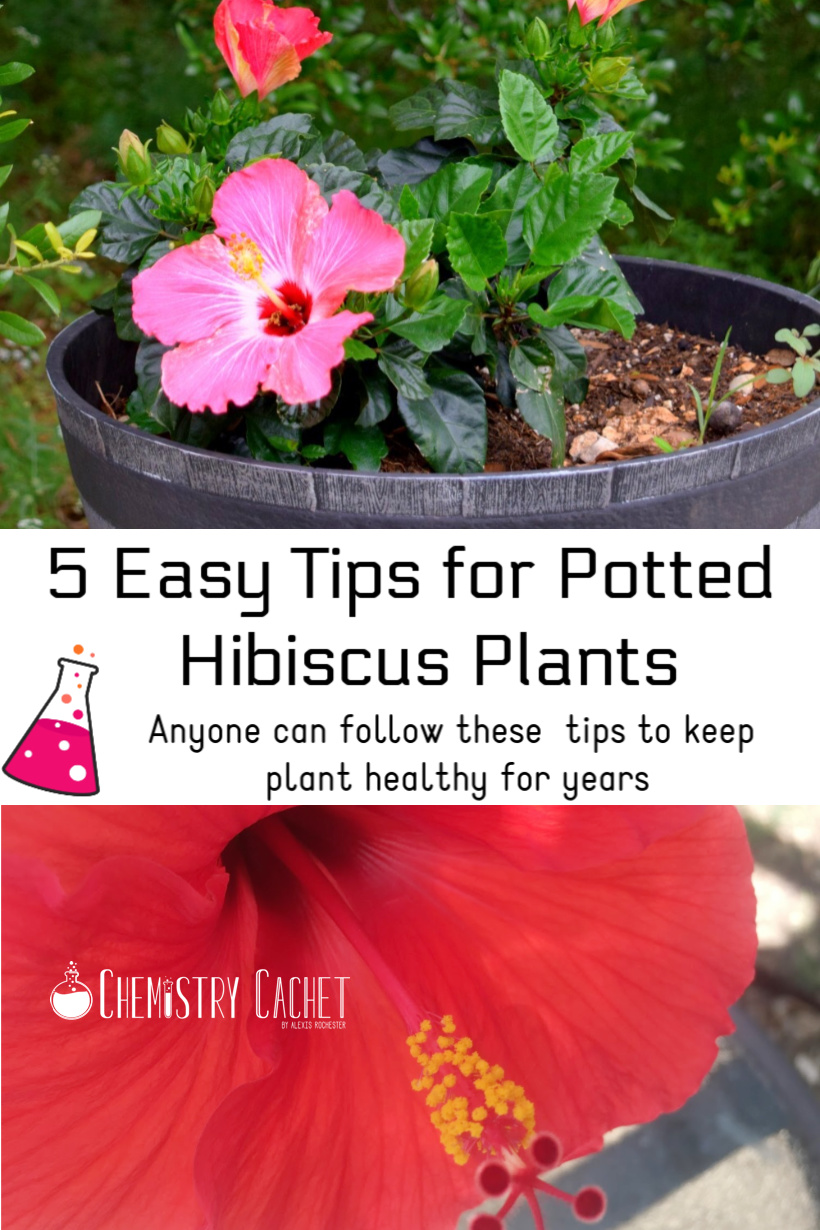 5 Easy Tips For Potted Hibiscus Plants Anyone Can Follow