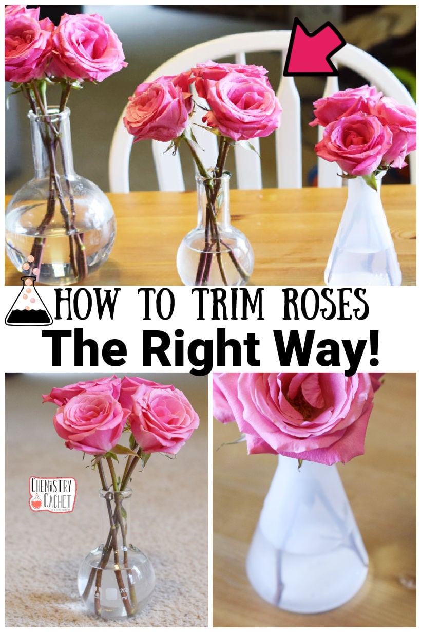 How To Trim Roses THe Right Way on Chemistry Cachet