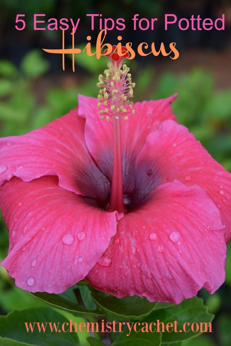 Five Easy Tips On Potted Hibiscus