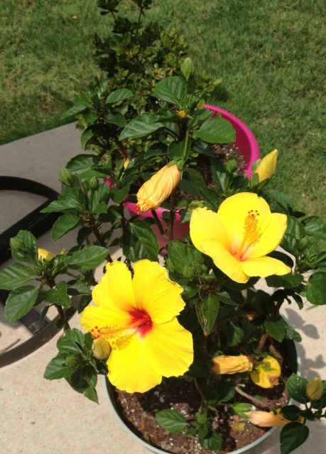 Five Easy Tips On Potted Hibiscus