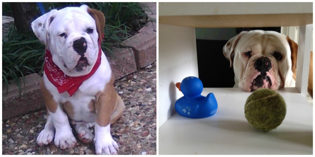 rugerthebulldog