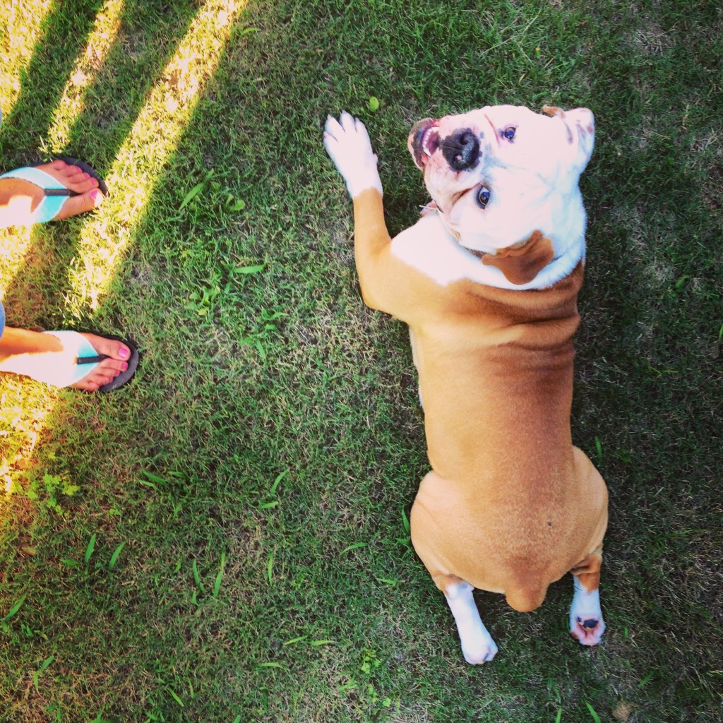Yoga Partner #Rugerthebulldog | Chemistry Cachet