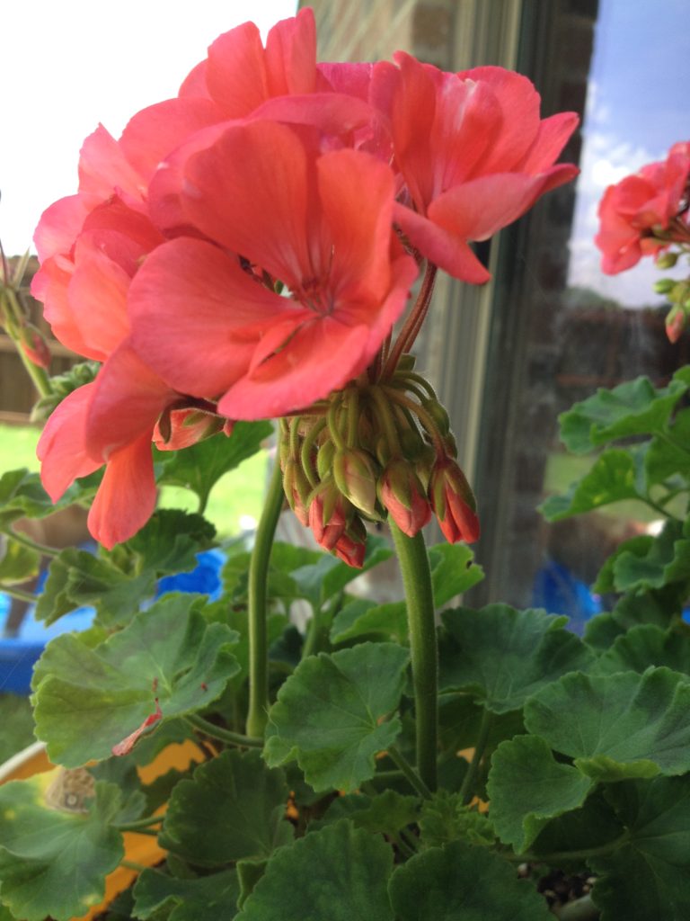 geraniums | chemistry cachet