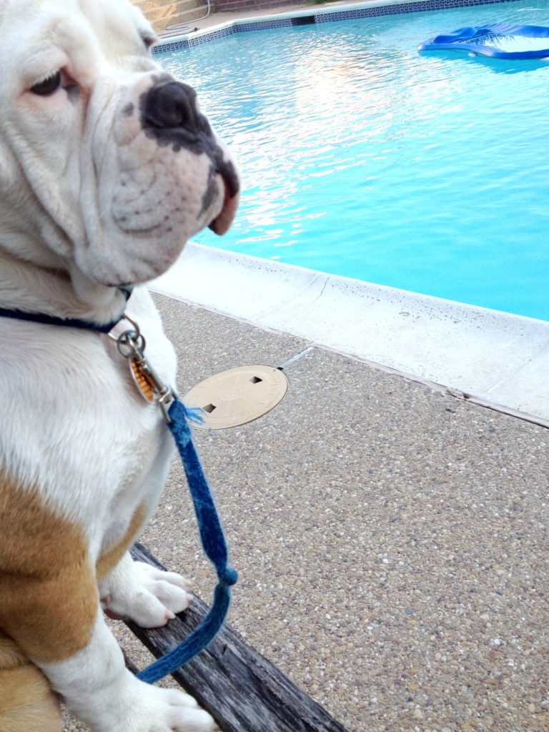 Bulldog at the pool chemistrycachet.com