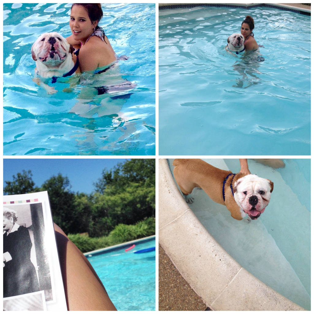 Bulldog pool day chemistrycachet.com
