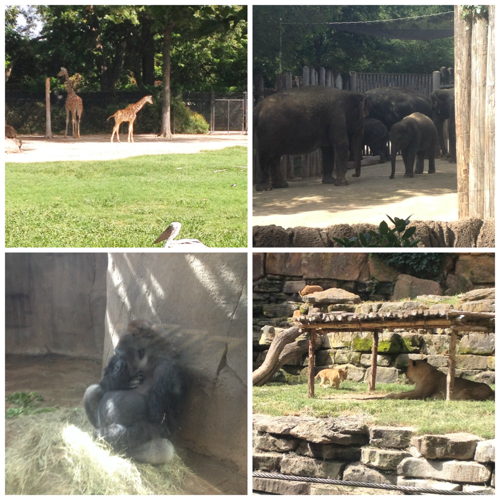 Fort Worth Zoo chemistrycachet.com