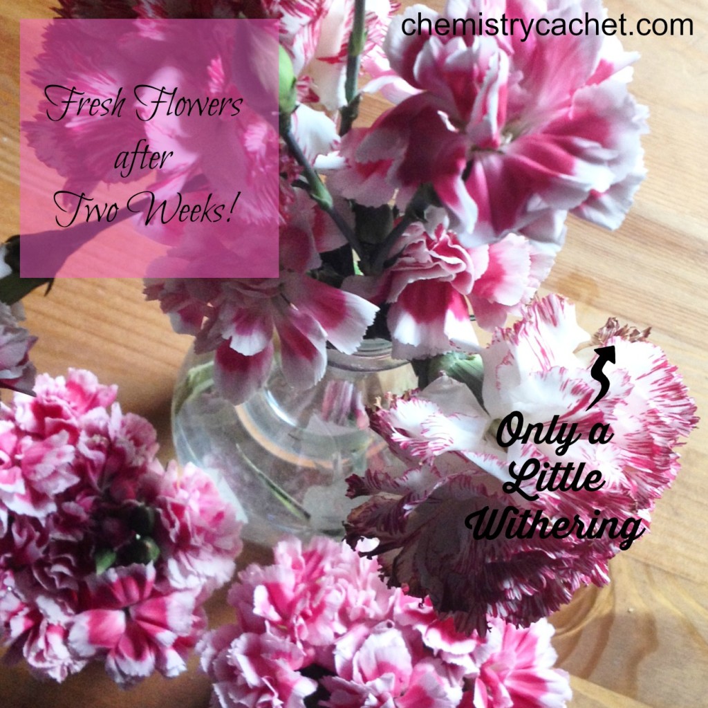 Fresh Flowers after Two Weeks with Chemistry Cachet's Tips chemistrycachet.com