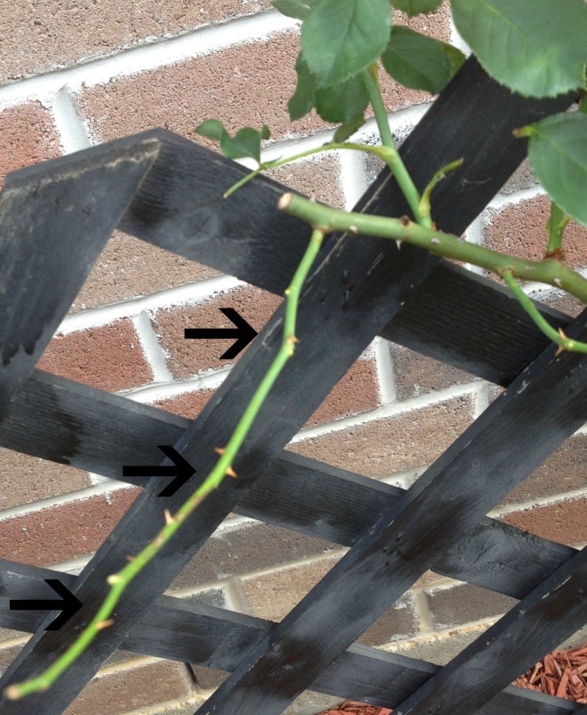 Remove all infected leaves with black spots on chemistrycachet.com