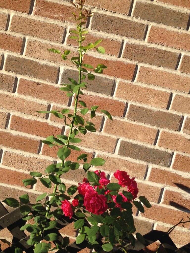 Roses 