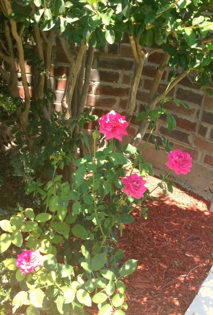 Roses from chemistrycachet