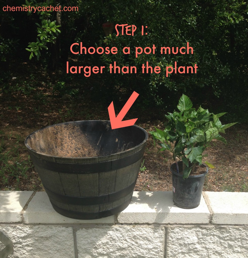 Step 1 Choose a pot much larger than the plant chemistrycachet.com