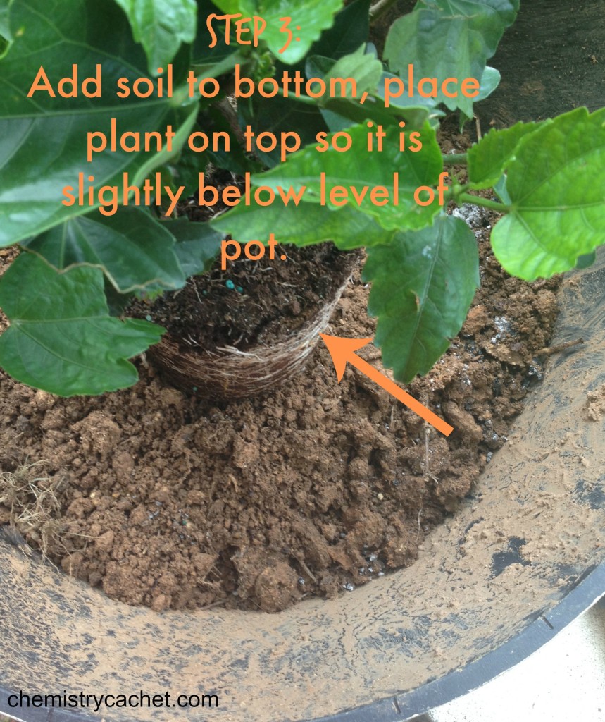 Step 3 Add some soil, place plant on top so it is slightly below level of pot chemistrycachet.com