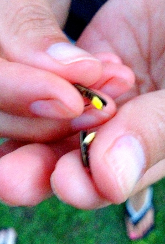fireflies | chemistrycachet.com