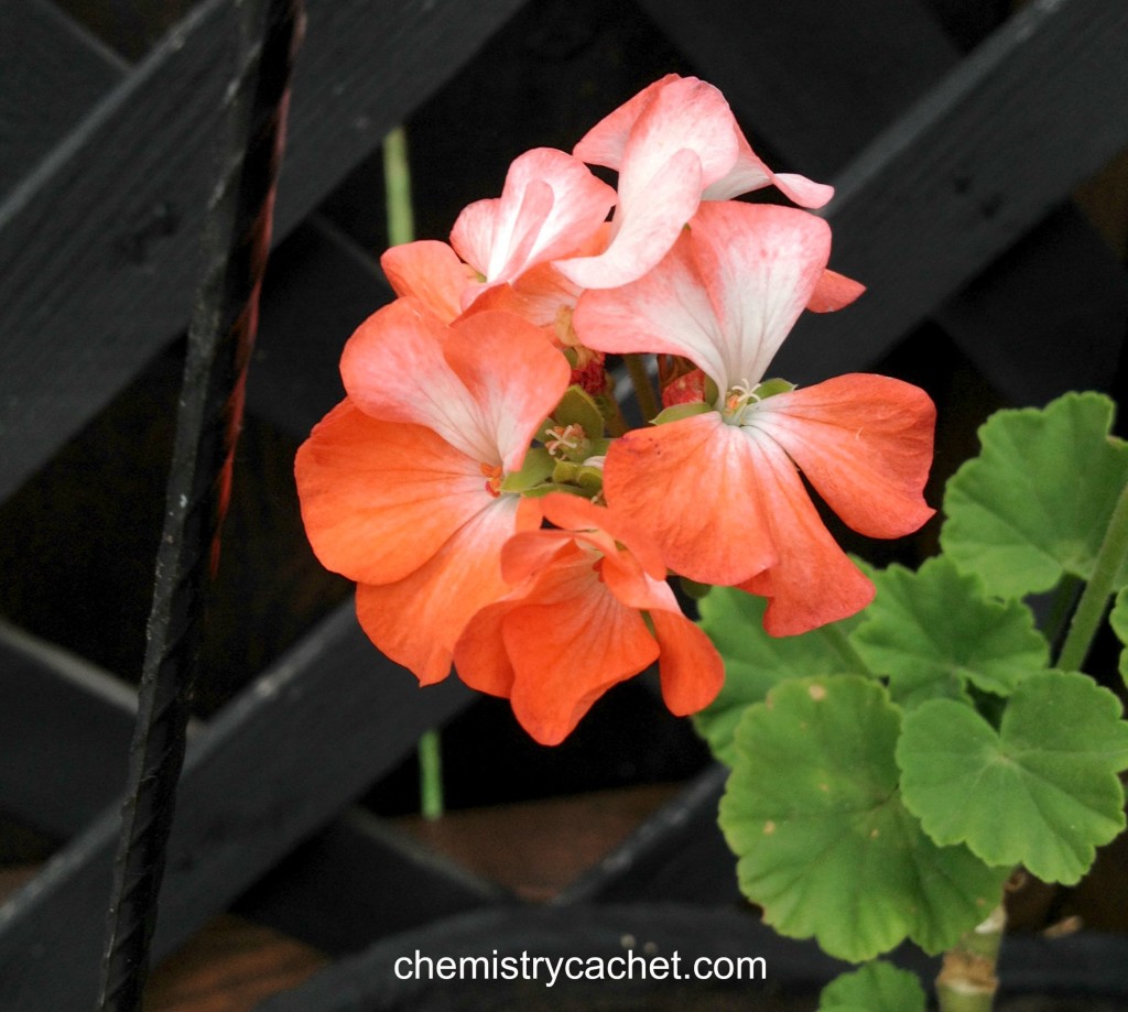 Beautiful Geranium Bloom chemistrycachet.com