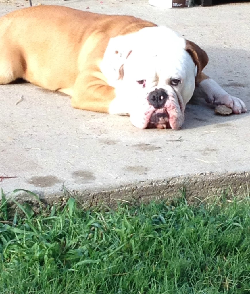 Bulldog on chemistrycachet.com