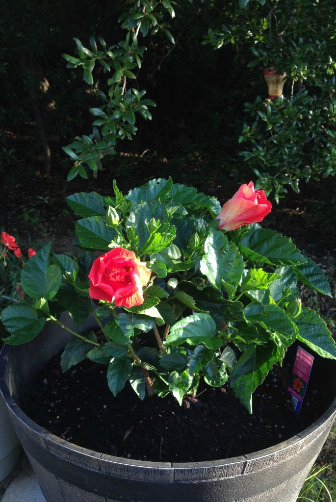 Chemistry Cachet's easy tips on potted hibiscus chemistrycachet.com