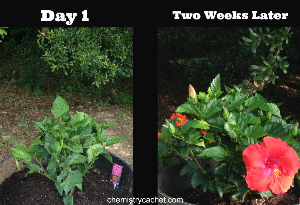 Day 1 vs 2 weeks chemistrycachet.com