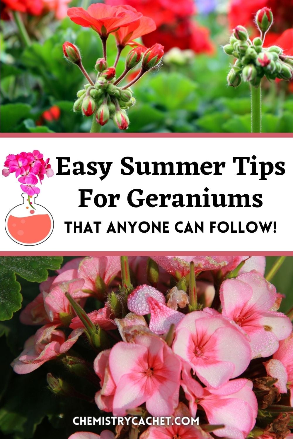 Four Easy Summer Tips For Geraniums That Anyone Can Follow