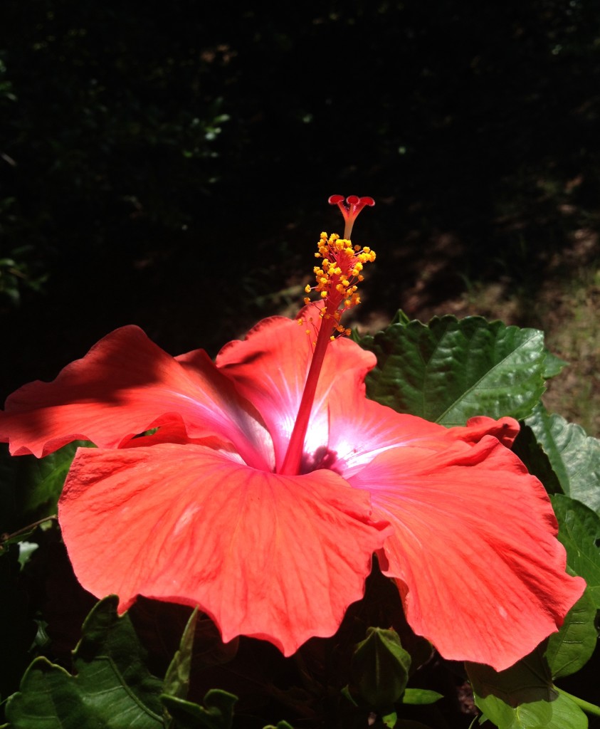 Hibiscus and how to grow on chemistrycachet.com