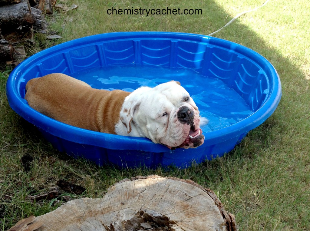 How a Bulldog does Summer chemistrycachet.com