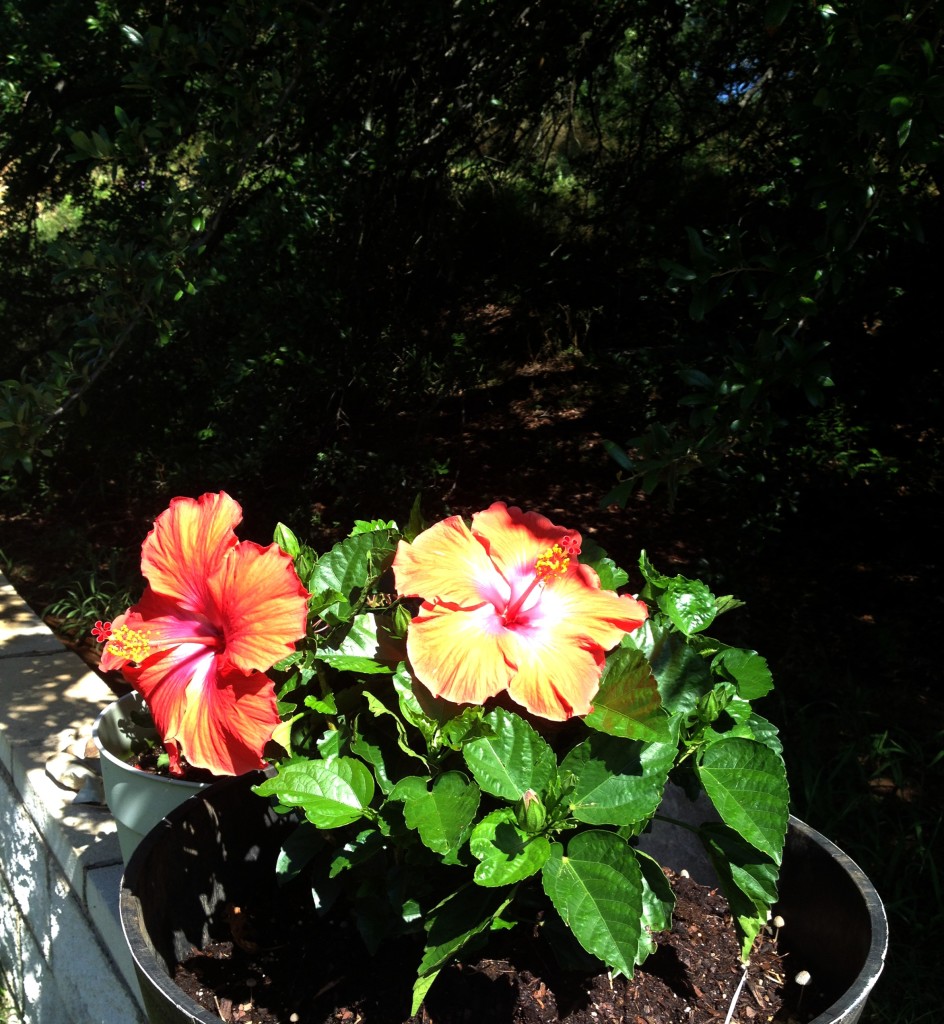Potting a Hibiscus correctly makes it thrive! on chemistrycachet.com