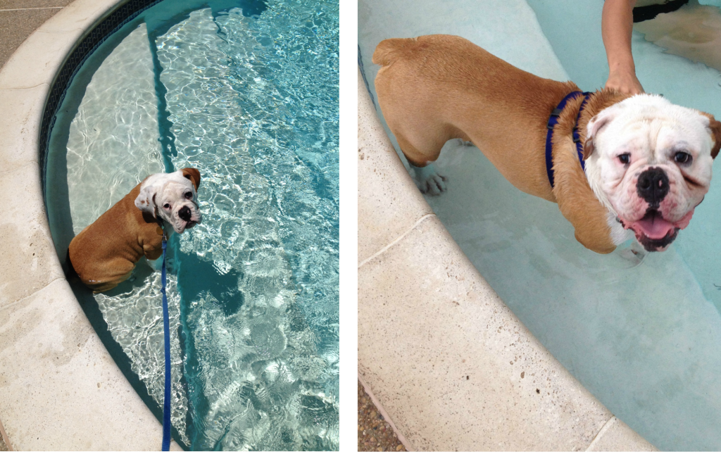 Ruger the bulldog on chemistrycachet.com