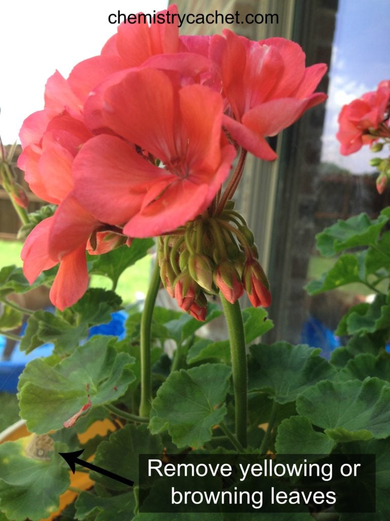 Summer Tips to follow for Geranium care =