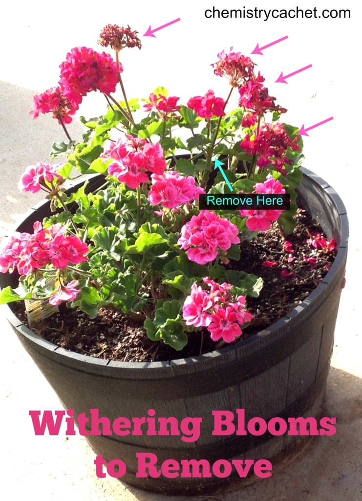 Summer tip #3 for geraniums is to remove withering blooms immediately!