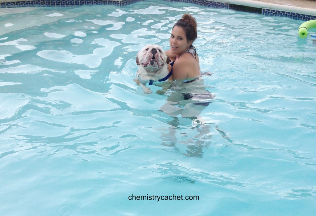 Swimming bulldog chemistrycachet.com
