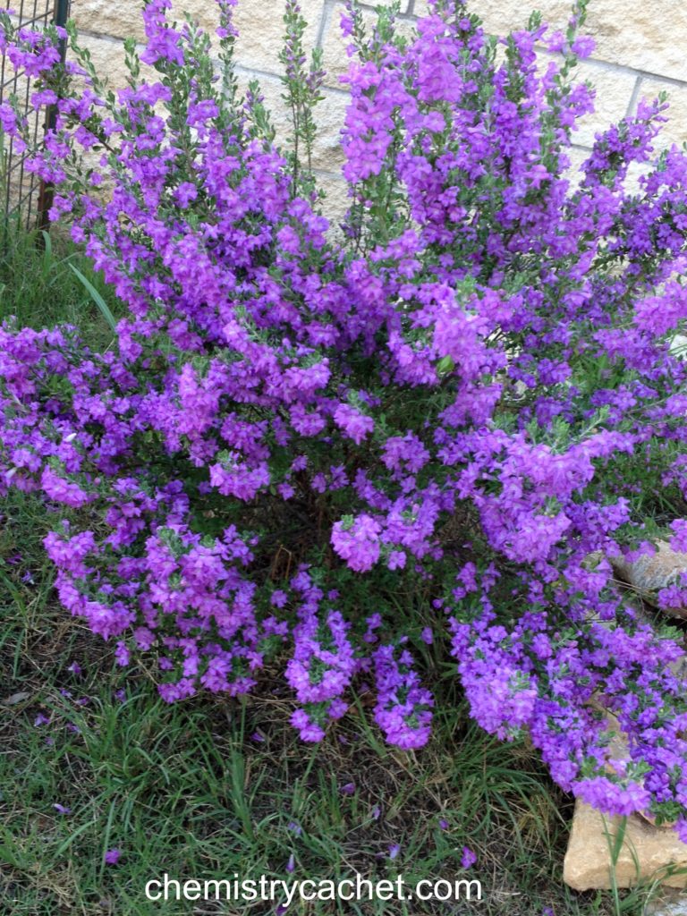 Texas Sage on chemistrycachet.com
