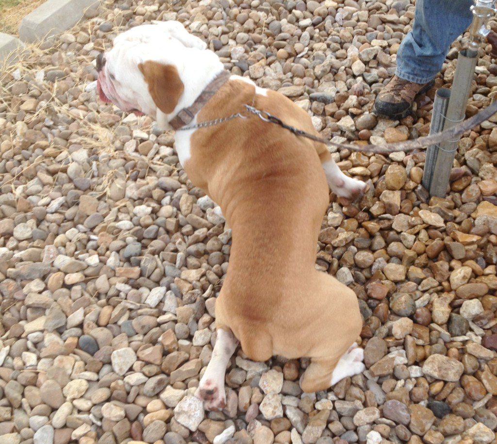 Ruger the Bulldog chemistrycachet.com