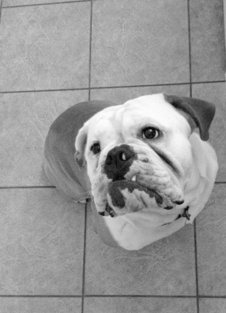 So excited for his new grain free food