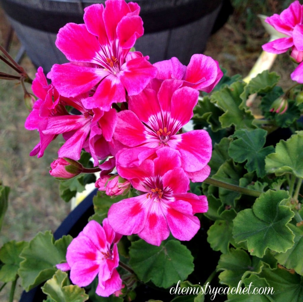 Late Summer Geraniums chemistrycachet.com