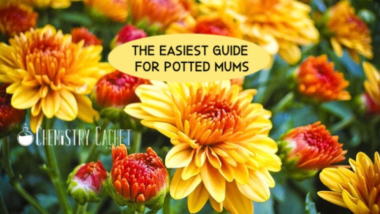 The Easiest Guide for Potted Mums