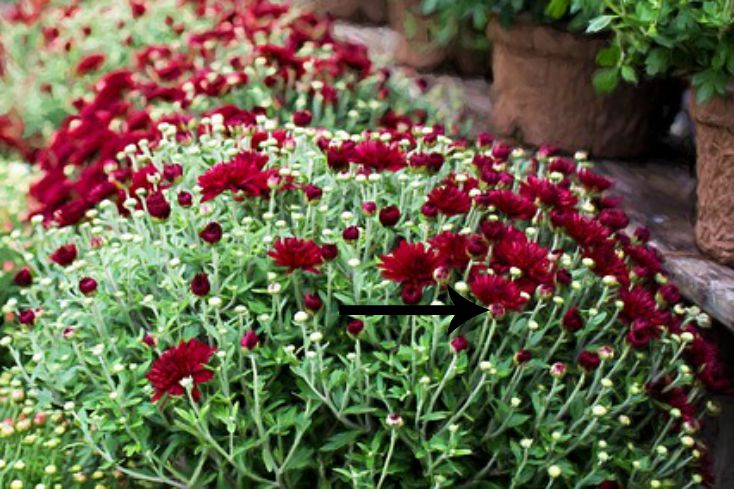 The easiest guide for potted mums 