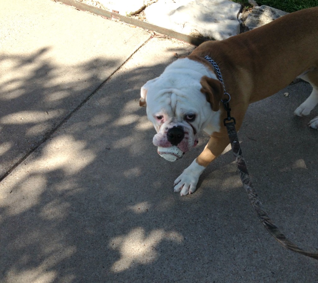 #rugerthebulldog