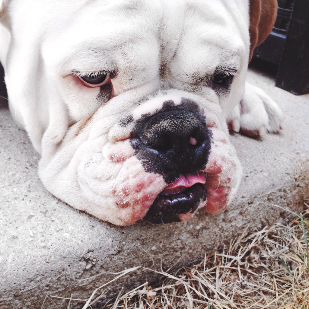 Bulldog Love