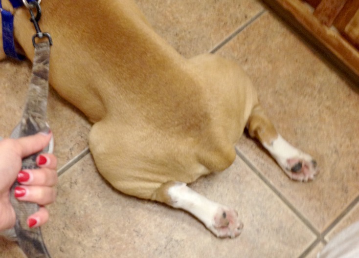 Vet Visit
